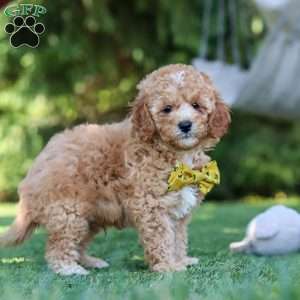 Shepherd, Cavapoo Puppy